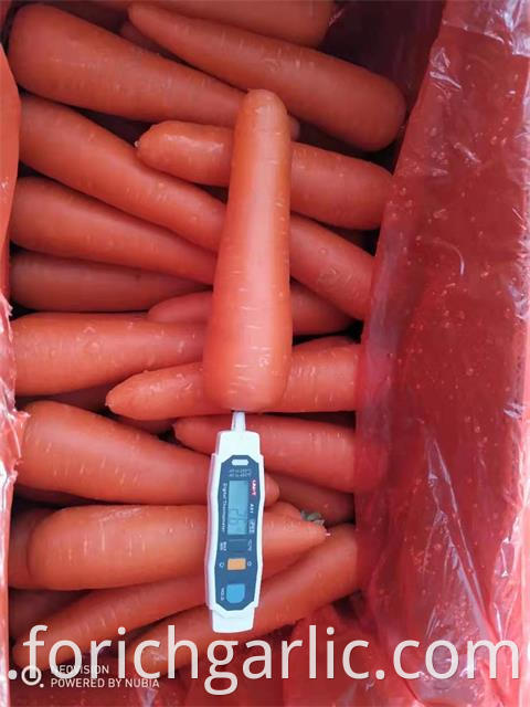 Carrot 2019